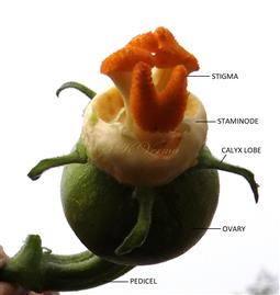  Female flower with corolla removed